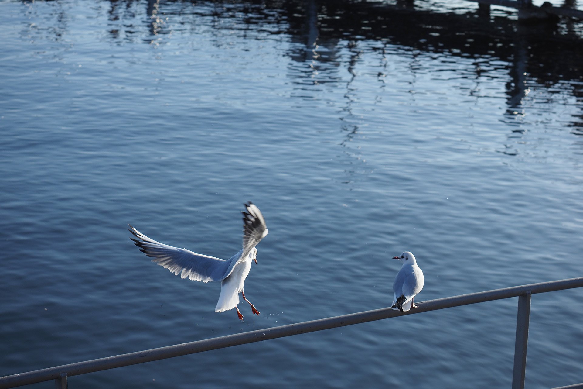 Olympus OM-D E-M1 Mark II: C-AF+Tracking, Bild 18